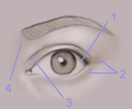 The Human Eye image 3