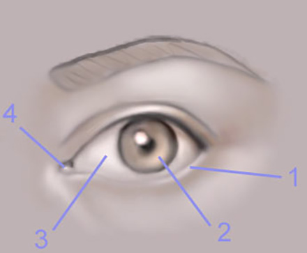 The Human Eye image 4
