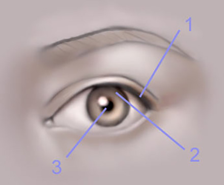 The Human Eye image 5