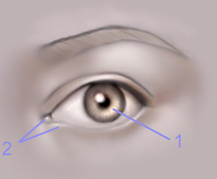 The Human Eye image 6